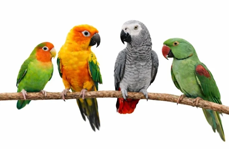 Egzotik Kafes Kuşları Hakkında Bilmeniz Gerekenler