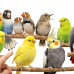 Evde Beslenebilecek En Popüler 10 Kuş Türü