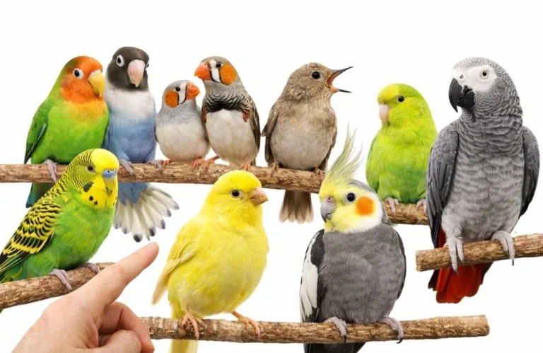 Evde Beslenebilecek En Popüler 10 Kuş Türü