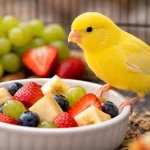 Kanaryaya Hangi Meyveler Verilir?
