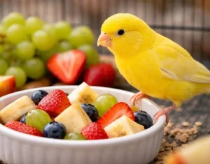 Kanaryaya Hangi Meyveler Verilir?