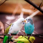 Muhabbet Kuşu Hakkında Bilmeniz Gereken Her Şey