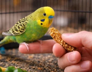 Muhabbet Kuşu Ele Nasıl Alıştırılır?