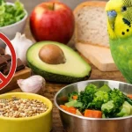 Muhabbet Kuşu Ne Yer, Ne Yemez?