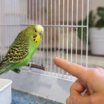 Muhabbet Kuşu Neden Kaçar? Nedenler ve Çözüm Yolları