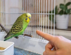 Muhabbet Kuşu Neden Kaçar? Nedenler ve Çözüm Yolları