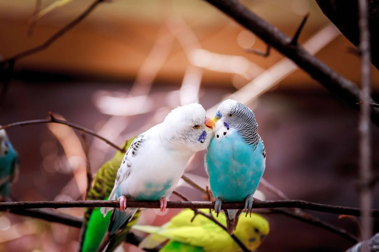 Muhabbet Kuşu Hakkında Bilmeniz Gereken Her Şey
