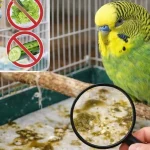 Muhabbet Kuşu İshal Olursa Ne Yapılmalı?