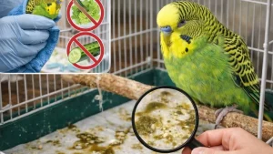 Muhabbet Kuşu İshal Olursa Ne Yapılmalı?