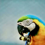 Papağan Hakkında Bilmeniz Gerekenler