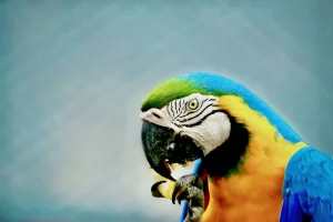 Papağan Hakkında Bilmeniz Gerekenler