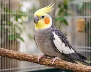 Sultan Papağanı Nedir? Bakımı, Özellikleri ve Beslenmesi