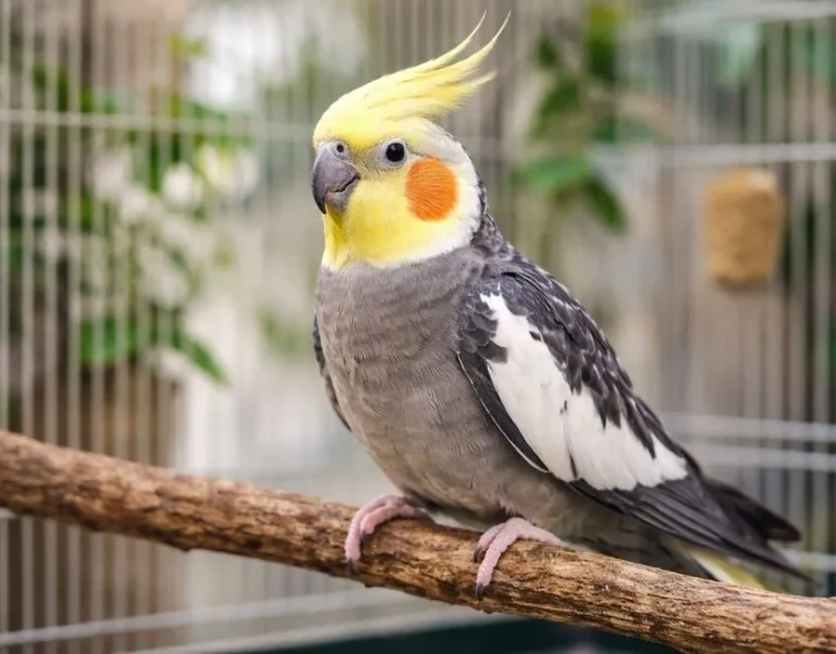 Sultan Papağanı Nedir? Bakımı, Özellikleri ve Beslenmesi