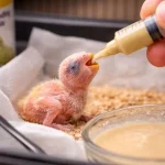 Yavru Kuş Nasıl Beslenir?