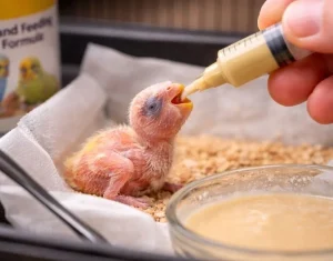 Yavru Kuş Nasıl Beslenir?