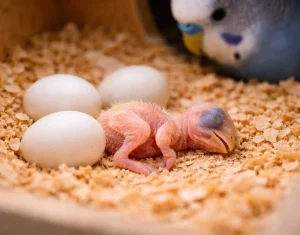 Yumurtadan Çıkan Yavru Neden Ölür?
