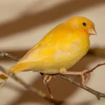 Kanarya Nedir? Bakımı, Özellikleri ve Beslenmesi Hakkında Kapsamlı Rehber