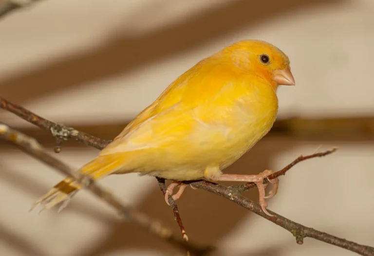 Kanarya Nedir? Bakımı, Özellikleri ve Beslenmesi Hakkında Kapsamlı Rehber