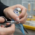 Kuşlarda Tırnak Kesimi Nasıl Yapılmalı?